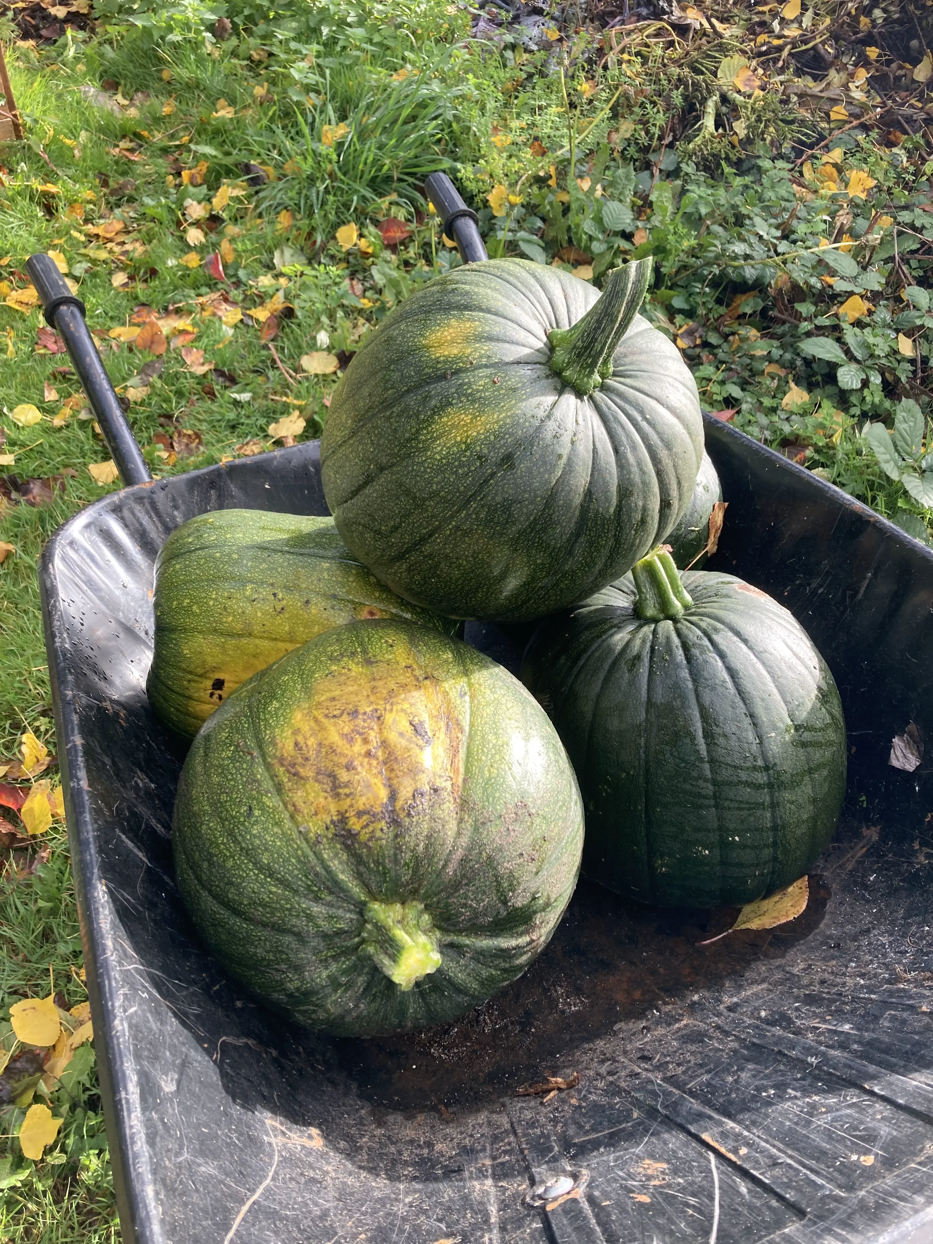 Creative plating and presentation