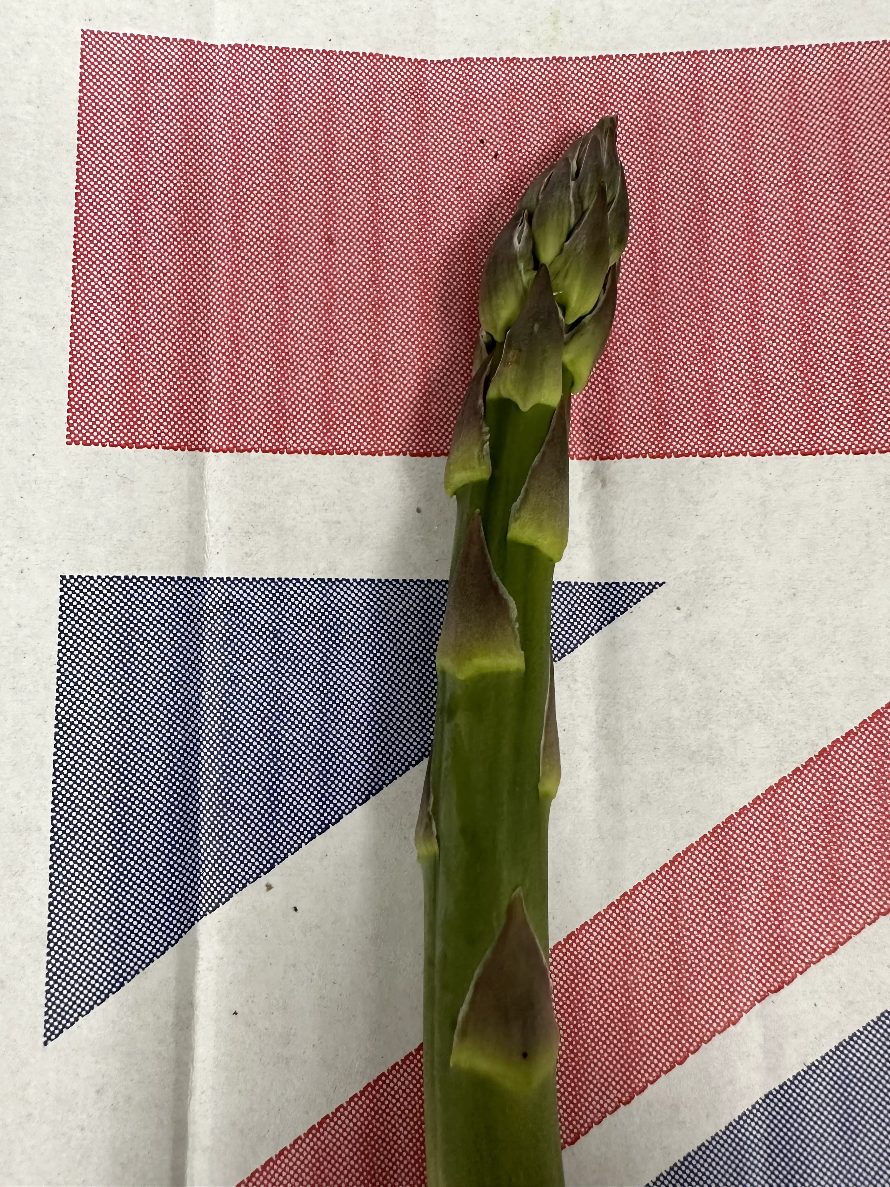 Elegant fine dining presentation